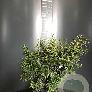 Ligustrum vulg. 'Lodense' 40-60 cm 4,0L