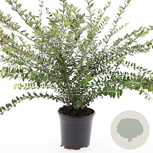 Lonicera nit. 'Elegant' GM C1.3