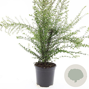 Lonicera nit. 'Ernest Wilson' GM C1.3