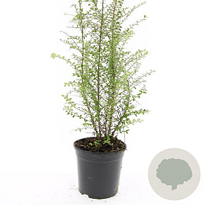 Lonicera nit. 'Ernest Wilson' GM C1.3