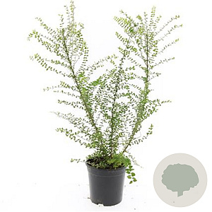 Lonicera nit. 'Ernest Wilson' GM C1.3