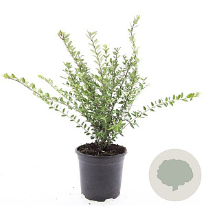 Lonicera nit. 'Hohenheim. Findling' GM C1.3