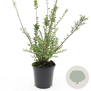 Lonicera nit. 'Hohenheim. Findling' GM C1.3