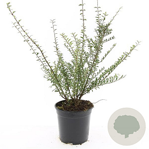 Lonicera nit. 'Silver Beauty' GM C1.3