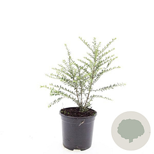 Lonicera nit. 'Silver Beauty' GM C1.3