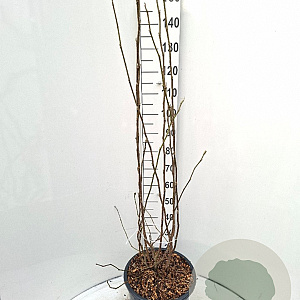 Magnolia soulangeana 100-125 cm 20L