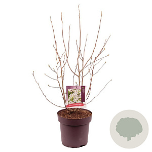 Magnolia stellata 80-100 cm 13L