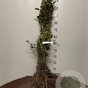 Malus sylvestris 40-60 cm wortelgoed 1/0 