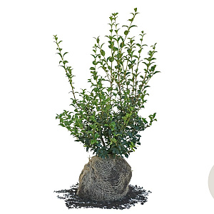 Osmanthus burkwoodii 60-80 cm met kluit