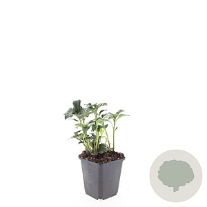 Pachysandra term. 'Green Sheen' GM P9