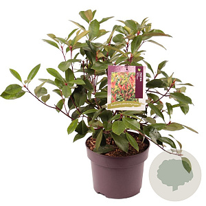 Photinia fraseri 'Red Robin' 30-40 cm 5,0L
