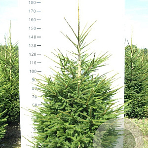 Picea abies 125-150 cm met kluit