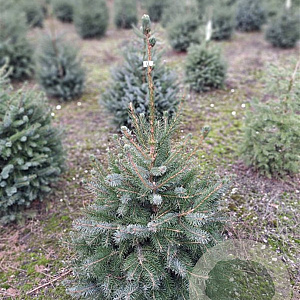 Picea omorika 80-100 cm met kluit