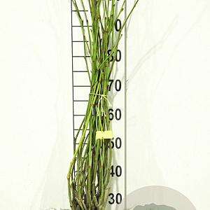 Platanus hispanica 60-100 cm wortelgoed 0/1