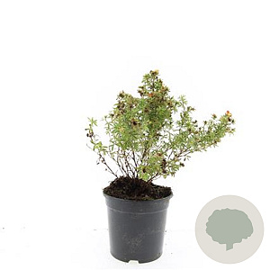 Potentilla f. 'Red Ace' GM C1.3