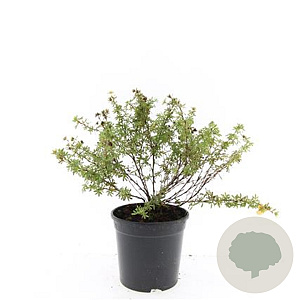 Potentilla f. 'Tangerine' GM C1.3