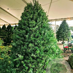 Pseudotsuga menziesii 40-60 cm wortelgoed 2/1