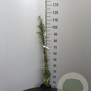 Pyracantha cocc. 'Red Column' 175-200 cm 20L 3 stok