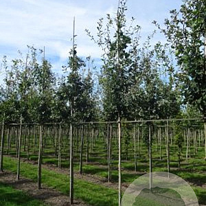 Quercus robur 20-25 HO draadkluit