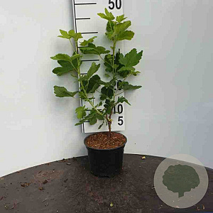 Ribes sanguineum 40-60 cm wortelgoed 0/1 2-3 tak