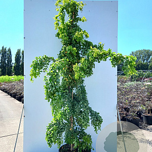 Robinia ps. Twisty Baby 125-150 cm 20L