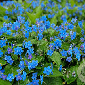 Omphalodes verna GM P9