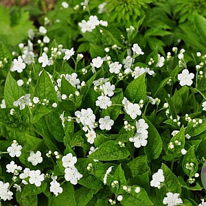 Omphalodes verna 'Alba' GM P9