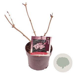 Sambucus nigra Black Lace 40-50 cm 3,0L