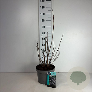 Sambucus nigra Black Lace 50-60 cm 10L