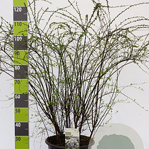 Spiraea cinerea 'Grefsheim' 100-125 cm 20L