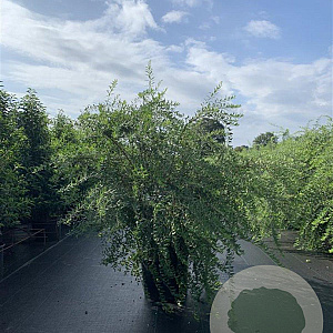 Spiraea cinerea 'Grefsheim' 100-125 cm 20L