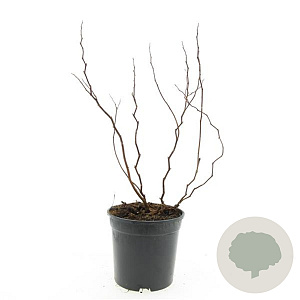 Spiraea densiflora GM C1.3