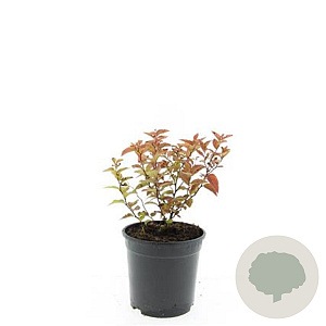 Spiraea jap. 'Firelight' GM C1.3