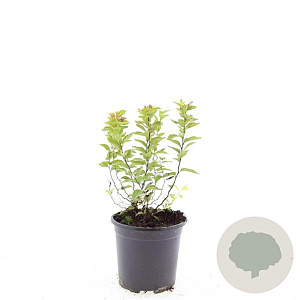 Spiraea jap. 'Firelight' GM C1.3