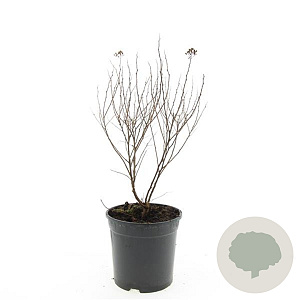 Spiraea jap. 'Manon' GM C1.3