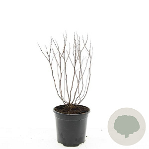 Spiraea jap. 'Manon' GM C1.3