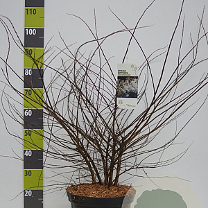 Spiraea nipp. 'Snowmound' 100-125 cm 12L