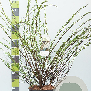 Spiraea nipp. 'Snowmound' 100-125 cm 12L