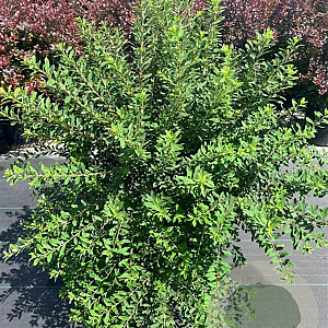 Spiraea nipp. 'Snowmound' 100-125 cm 12L