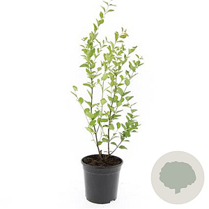 Symphoricarpos d. 'Mother of Pearl' GM C1.3