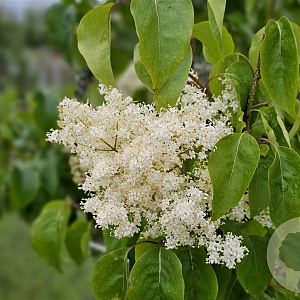 Syringa pekin. 'China Snow' 175-200 cm 20L