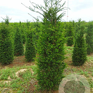 Taxus baccata 175-200 cm draadkluit
