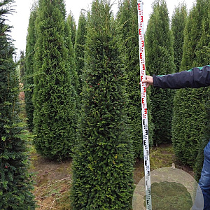 Taxus baccata 175-200 cm draadkluit