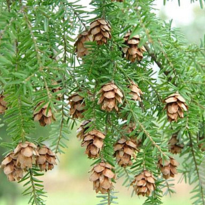 Tsuga heterophylla 30-40 cm wortelgoed 2/1