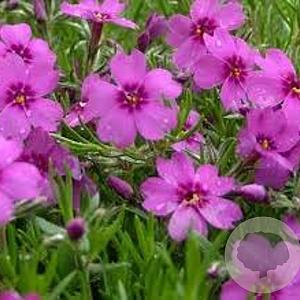Phlox (S) 'Scarlet Flame' GM P9