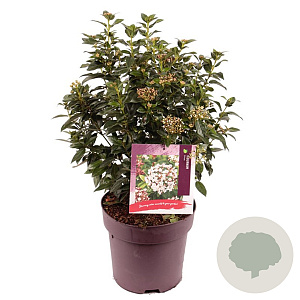 Viburnum tinus 40-45 cm 10L
