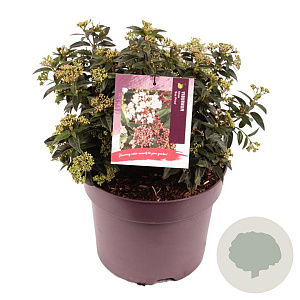 Viburnum tin. 'Eve Price' 25-30 cm 7,5L