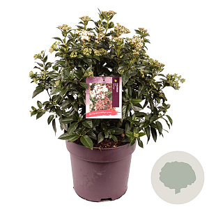 Viburnum tin. 'Eve Price' 45-50 cm 10L