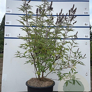 Vitex agnus-castus 80-100 cm 20L