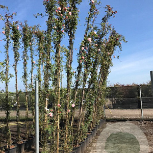 Rosa (K) 'Albertine' 200-250 cm 30L 3 stok